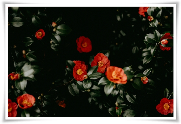 "동백꽃" 겨울의 끝 봄의 우아함을 담은 붉은 보석!