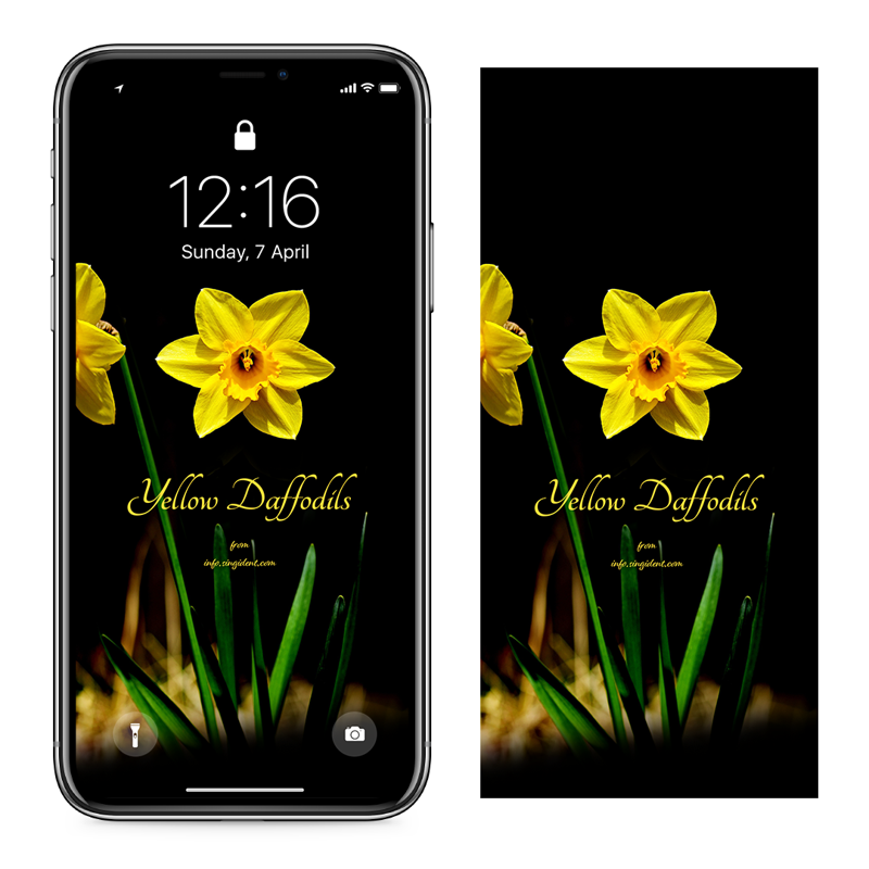 10 노란색 수선화 검정배경 C - Yellow Daffodils 아이폰봄배경화면