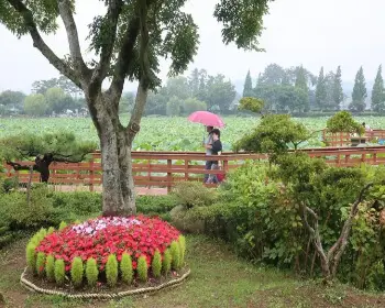 무안 연꽃축제_15