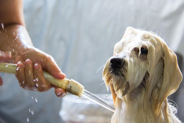 canine atopic dermatitis