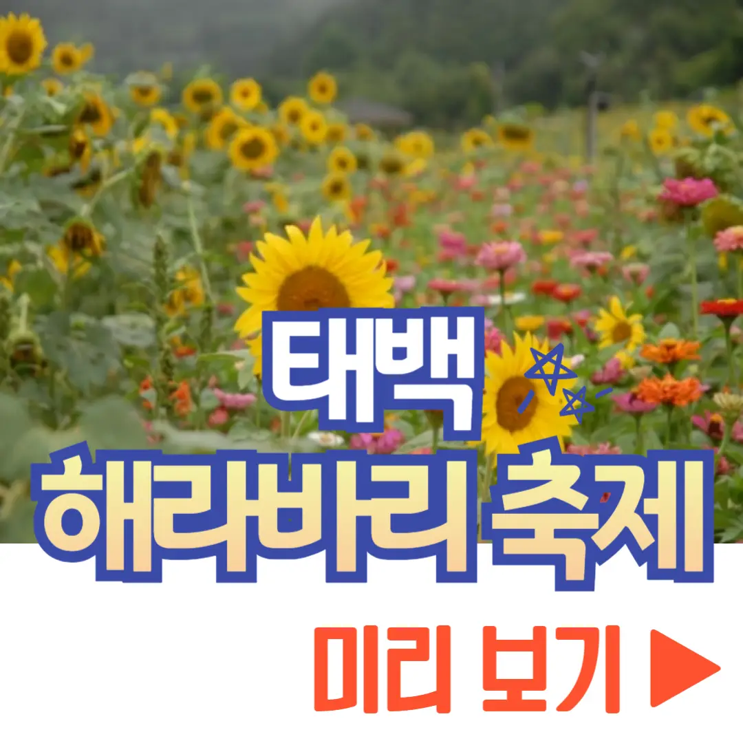태백 해바라기 축제