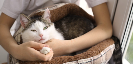 고양이 침대에 있는 고양이.