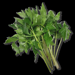 당귀의 효능효과