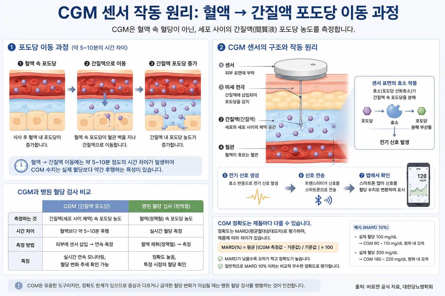 혈액 → 간질액 포도당 이동 과정과 CGM 센서 작동 원리