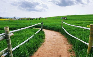 5월에 방문하는 축제 BEST 7