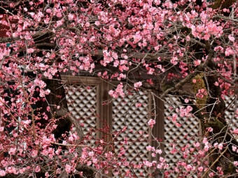 2026 통도사 홍매화 개화시기 언제? 놓치면 1년 기다려요 사진