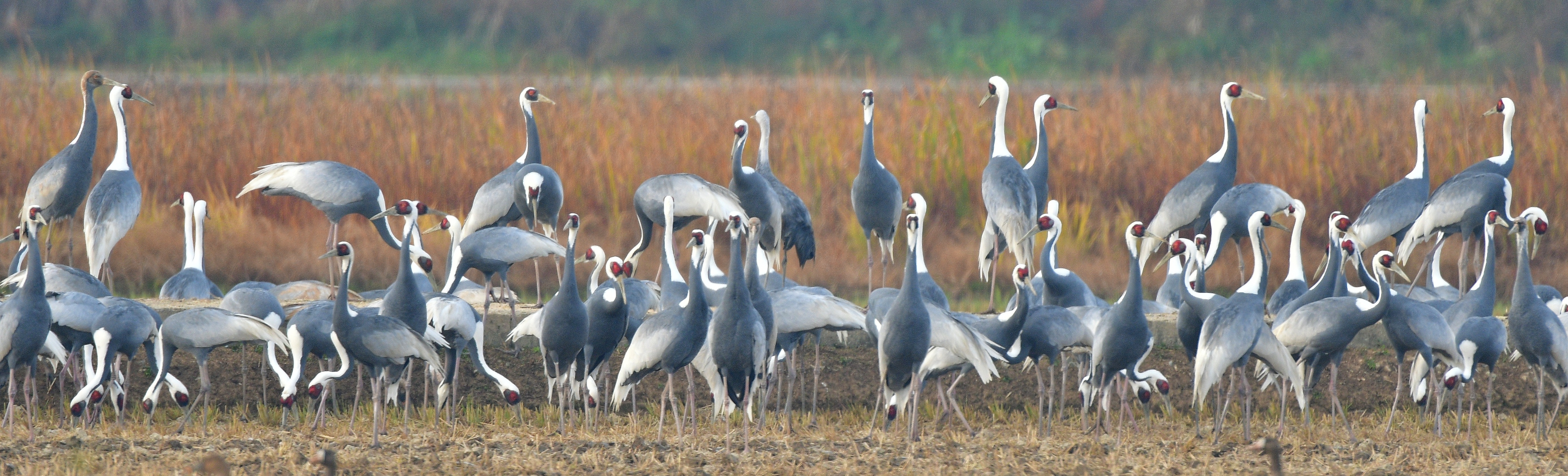 재두루미, 한국 겨울을 지키는 하늘의 보물|멸종위기 야생동물 1급