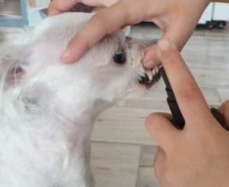 강아지 건강을 위한 매일 10분 생활 습관