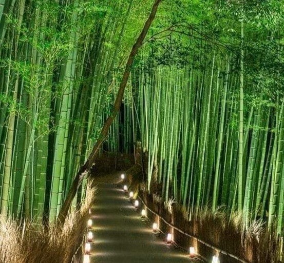 2025 담양 대나무 축제 사진