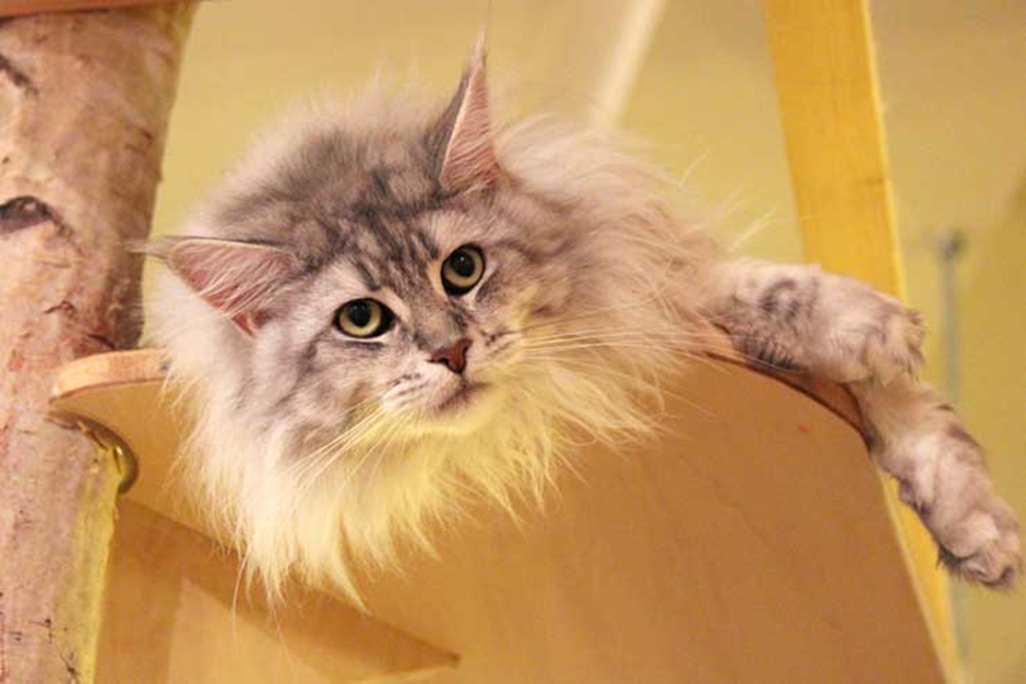 메인쿤 고양이 이미지 - 1