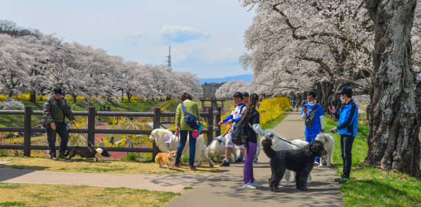 서울숲, 경주 보문호, 춘천 공지천 반려견 벚꽃 여행지 추천