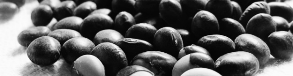 강낭콩 파종시기: 4월 중순 ~ 5월 중순