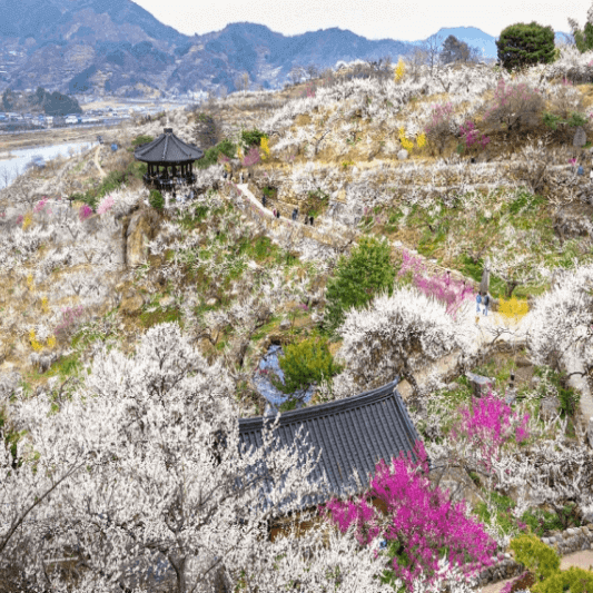 언덕에 있는 옛날 주택과 많은 매화꽃, 위에는 강이 흐른다.