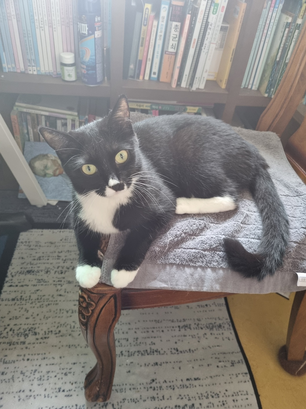 우리집고양이사진