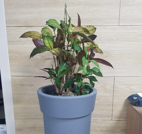 화분 선택 시 체크리스트 (배수 구멍, 소재, 크기)