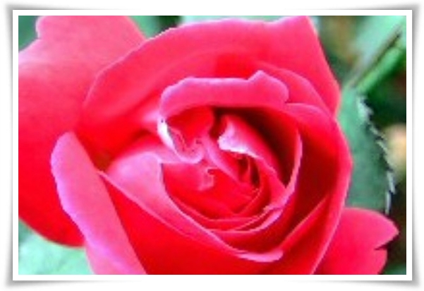 화초 "월계화" 봄부터 가을까지, 장미인 듯 장미 아닌 향기로운 꽃의 여왕!