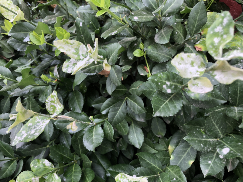 사철나무 흰가루병4