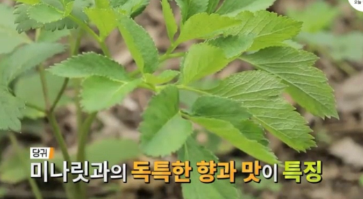 당귀 효능