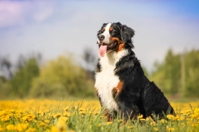 버니즈 마운틴 독
