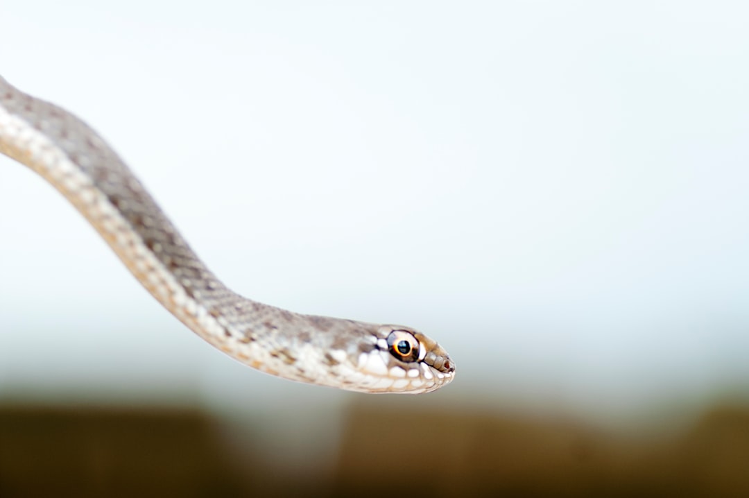 Snake