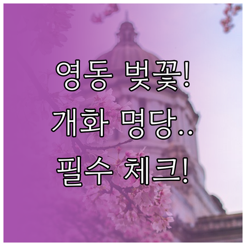 영동군 벚꽃 개화 예상일과 영동천 용..