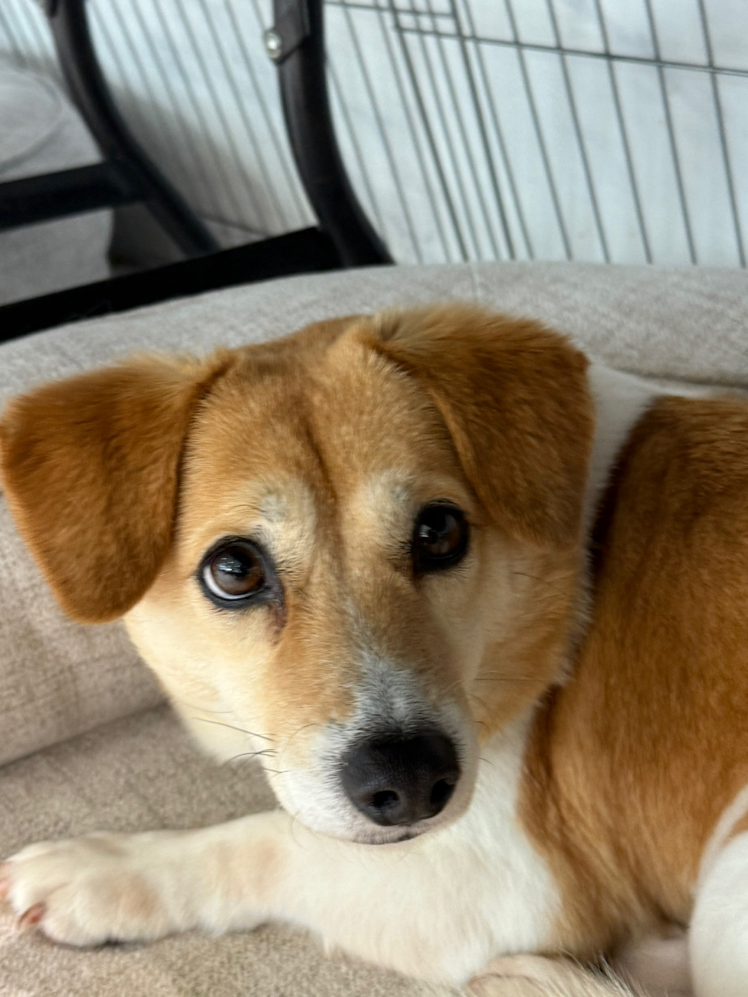 당당한 반려인이 되기 위한 필수 펫티켓!