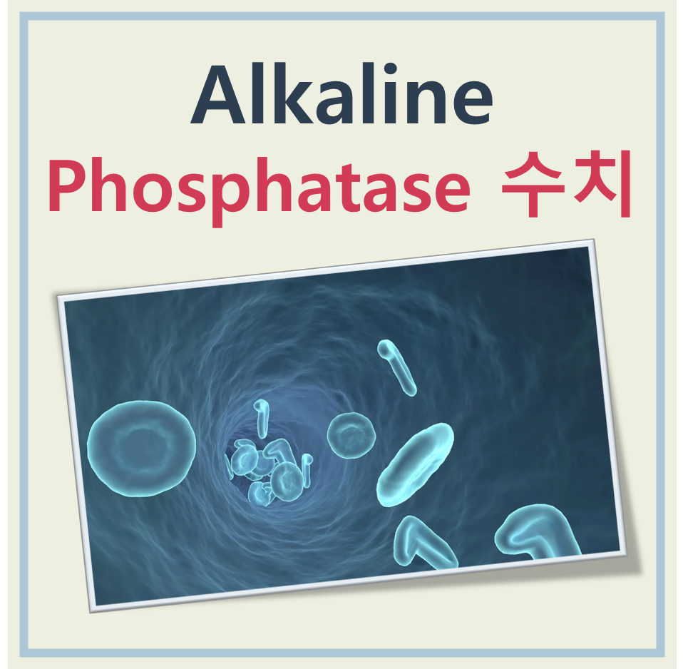 Alkaline phosphatase 수치