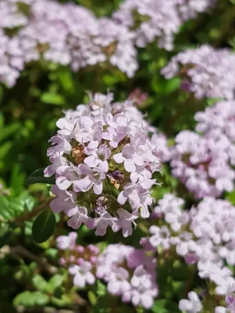 백리향 키우는 법 집에서 재배법 꿀팁_12