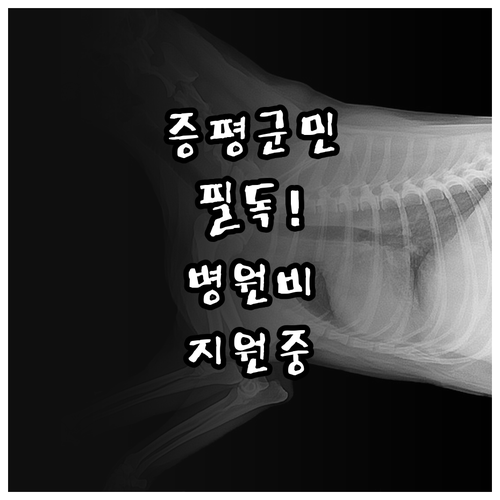 증평군 반려동물 질병 치료 및 예방접..