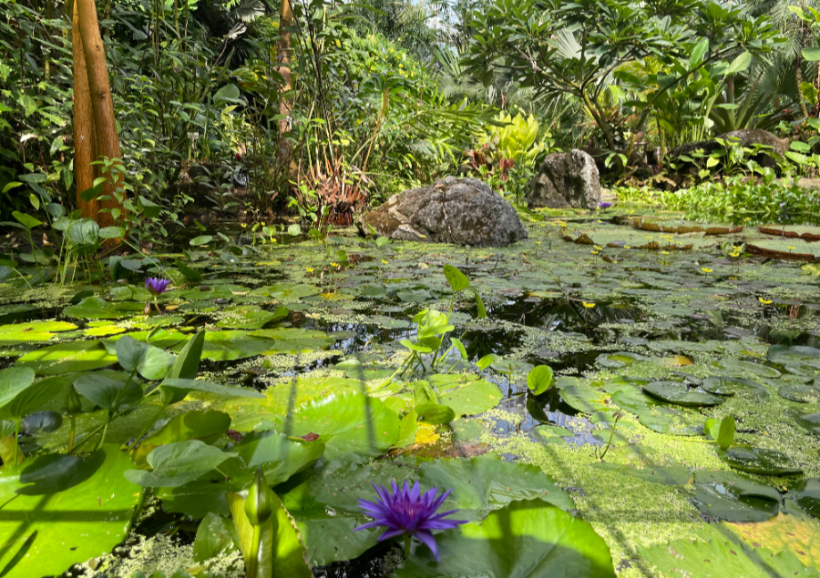 국립 세종수목원 사계절 전시온실 열대식물전시원