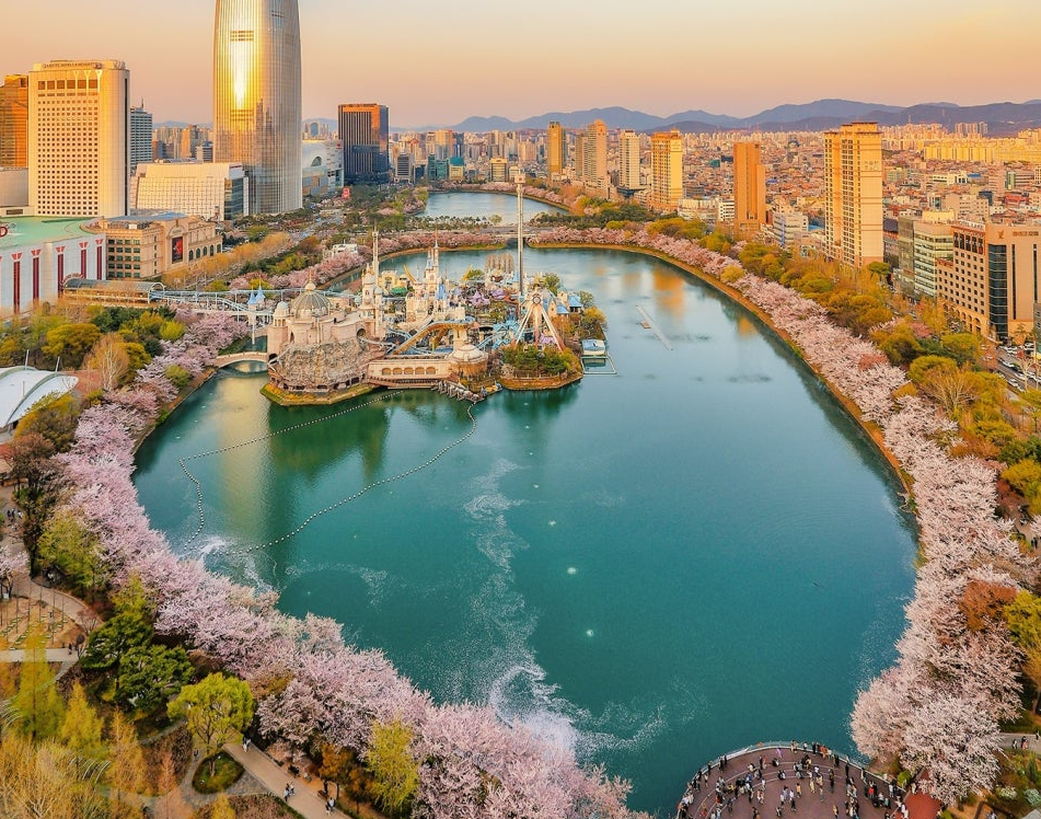 석촌호수 벚꽃