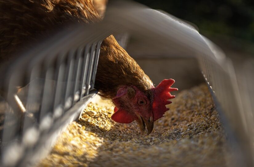 유정란 무정란 차이