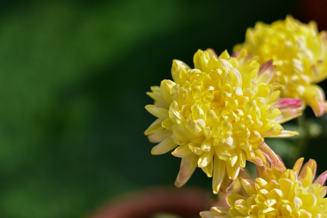 Cornus (the scientific name for the 산수유 flower)