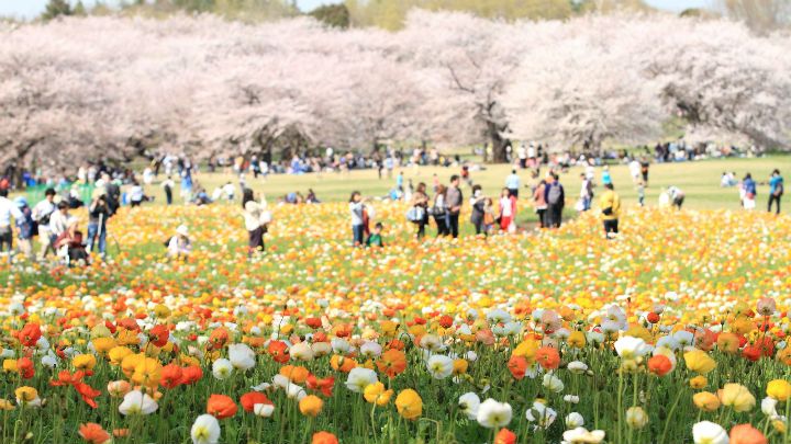 쇼와 기념 공원