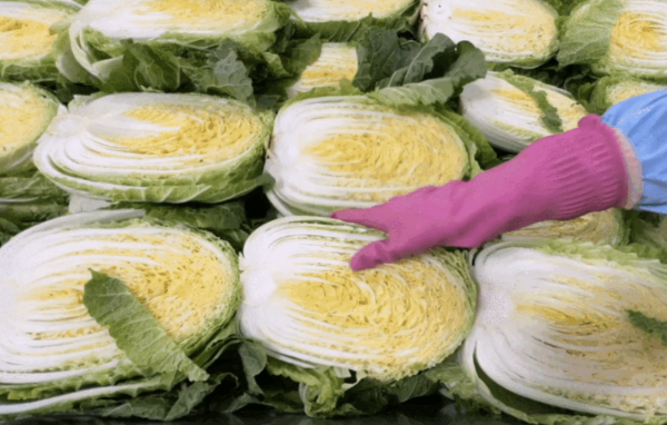 늘푸른농가 배추