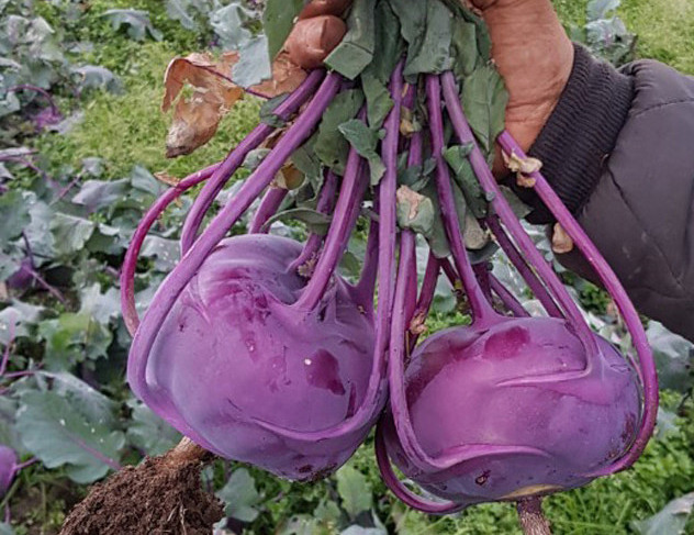 콜라비 효능