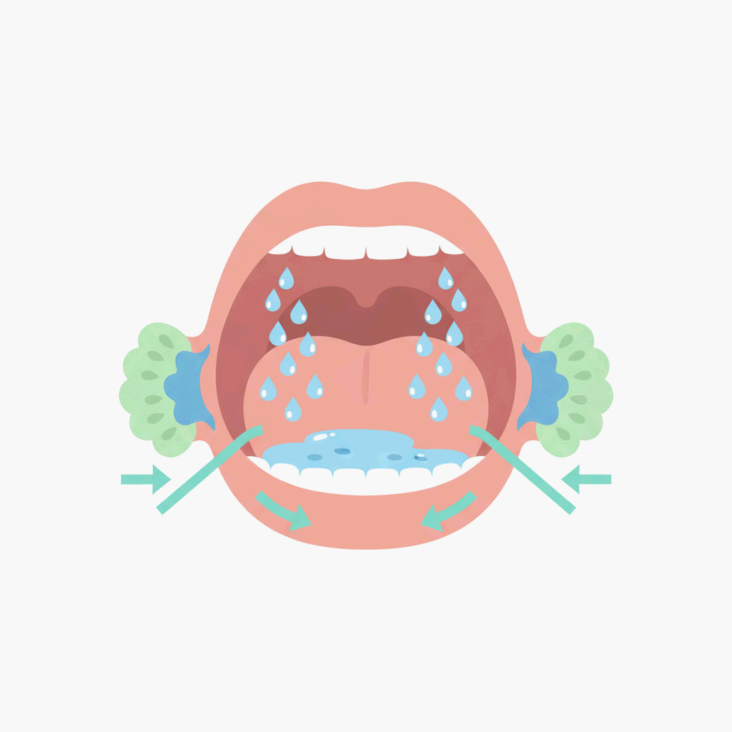 입안의 침이 늘었다 줄었다 하는 자동 조절 시스템을 단순하게 표현한 일러스트레이션