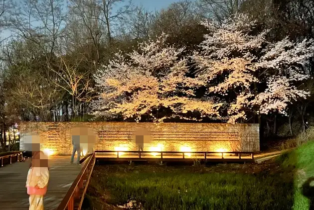 벚꽃사진3-현자의정원