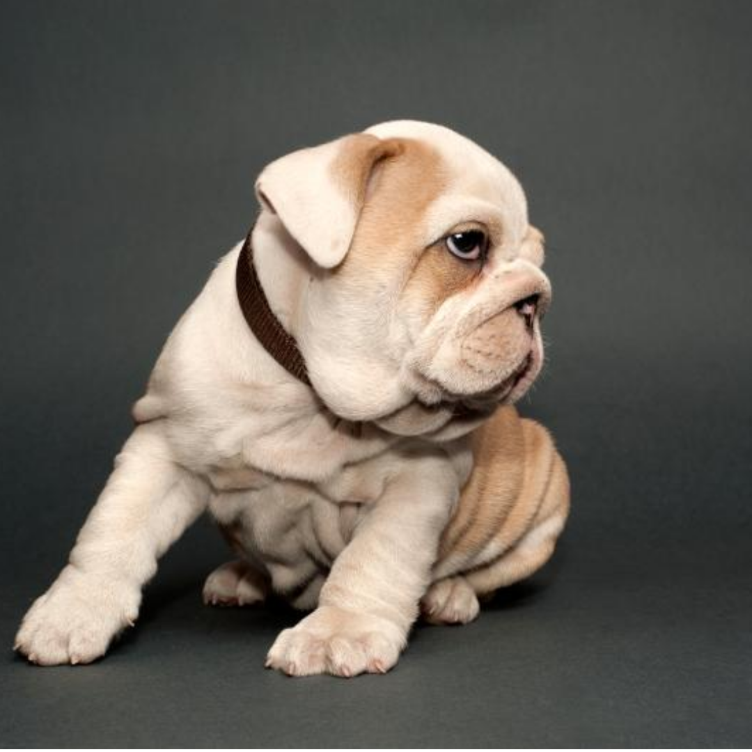 아기 불독이 오른쪾을 바라보고 있다.