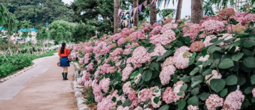 유구색동수국정원 꽃축제