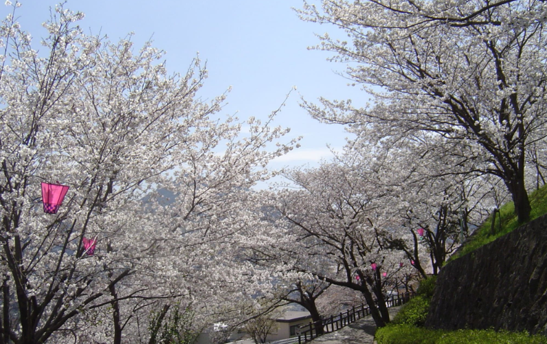 다테야마공원벚꽃-이미지출처-일본정부관광국