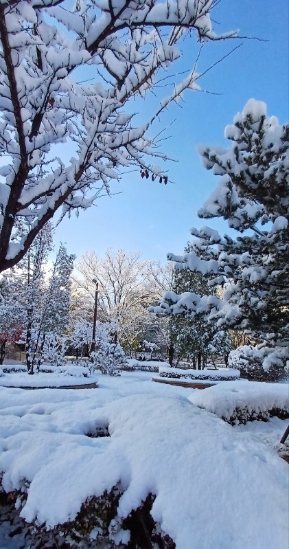 이례적인 적설량
