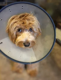 강아지 중성화 수술/출처:어도비스톡