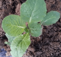 김장 배추 모종 심는 시기