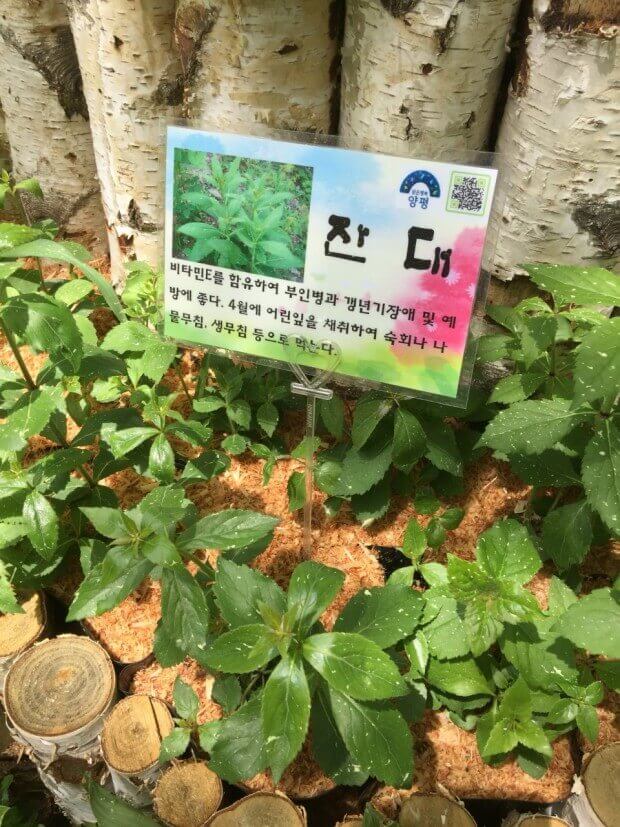 잔대 효능 6가지와 잔대 부작용 및 먹는 법
