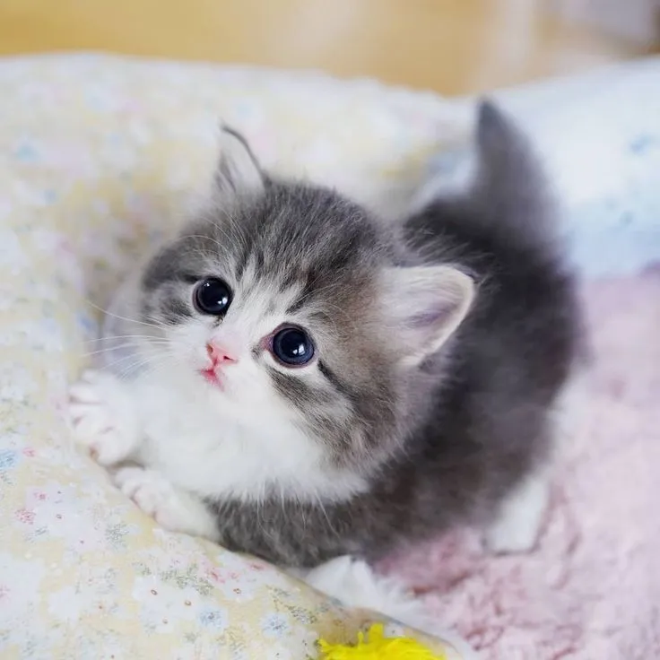 고양이 사진 실내 소음 최소 초점 고정 눈빛 살리기_5