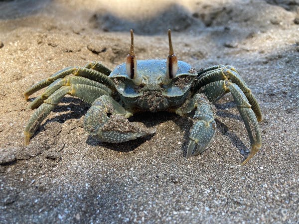 "새우와 게 속 플라스틱: 해양 갑각류의 생존 위기"