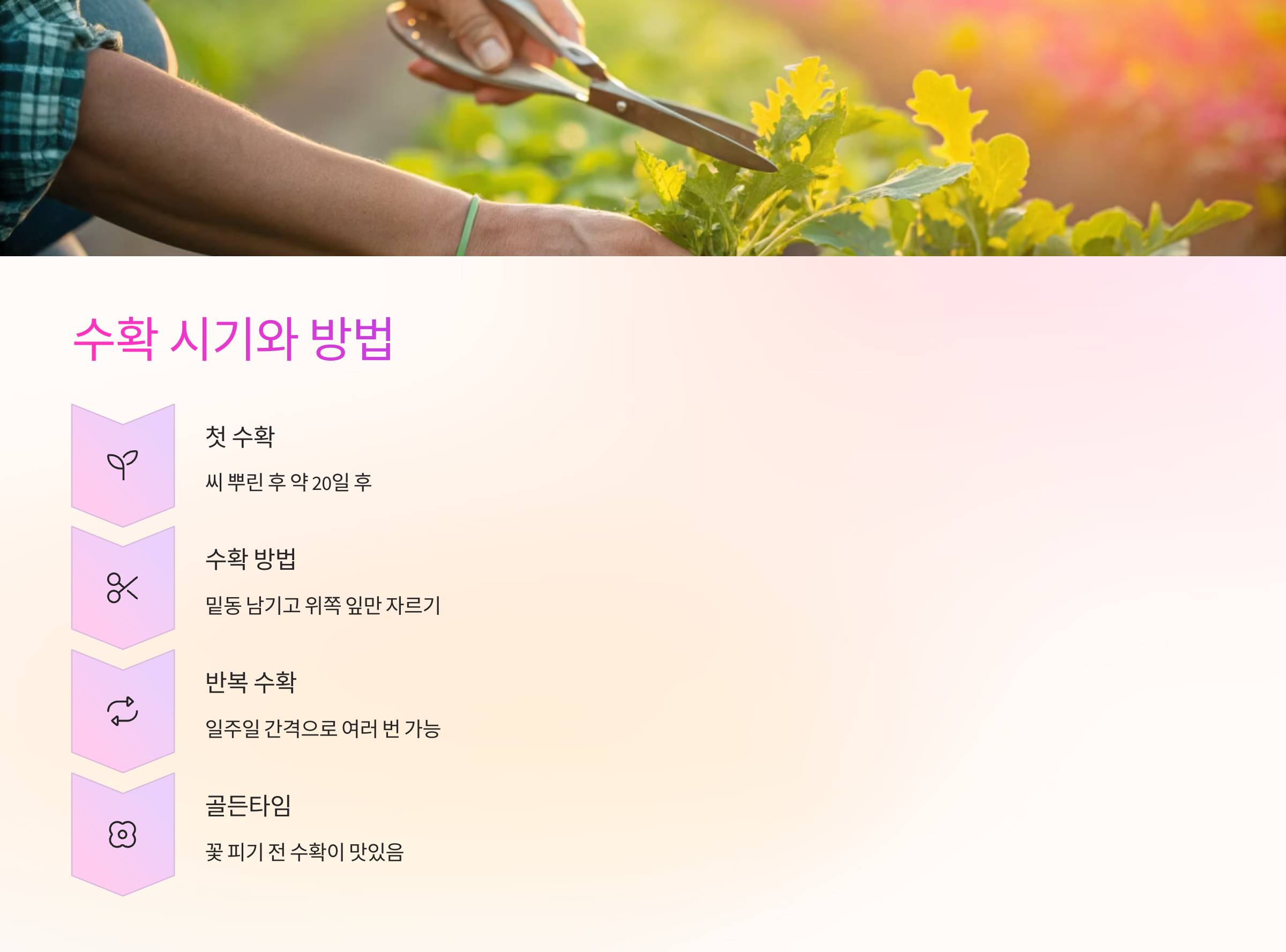 ✂ 수확 시기와 방법