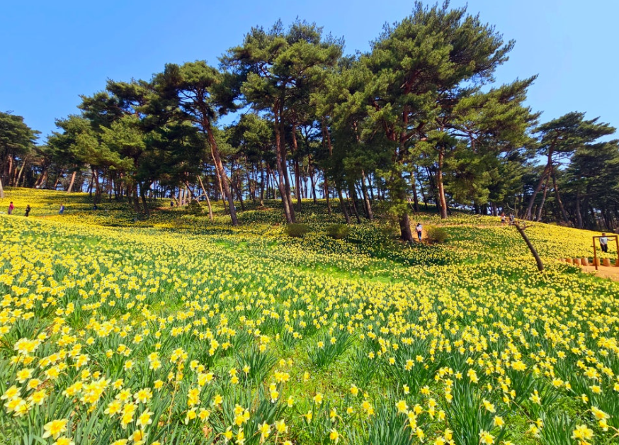 유기방가옥 수선화