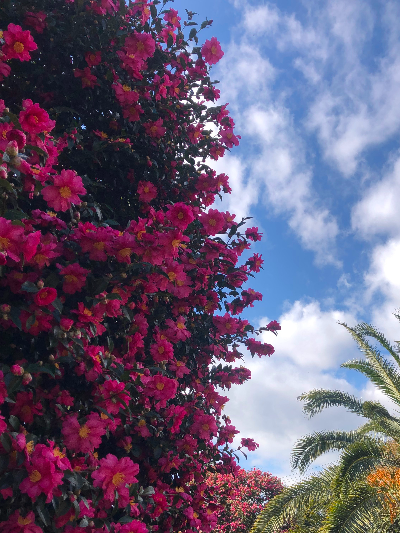 동백꽃나무-하늘